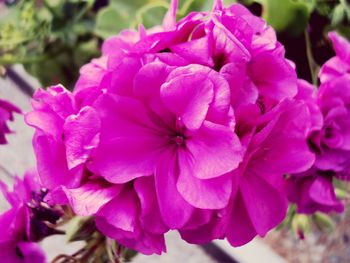 Close-up of pink flowers