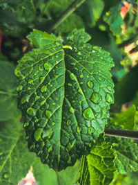 Close-up of leaves