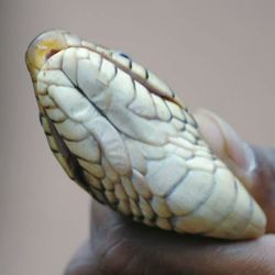 Close-up of hand holding lizard