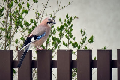 Bird perching on wooden post