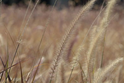 Close-up of stalks in field