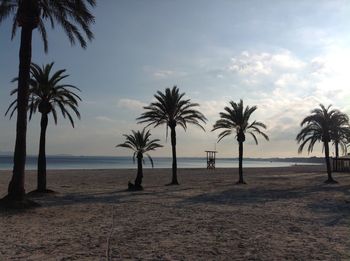 Palm trees on beach