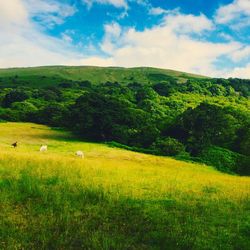 Scenic view of green landscape against sky