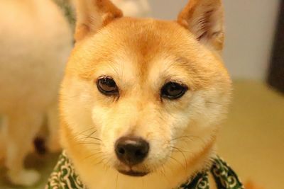 Close-up portrait of dog