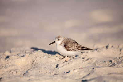 Sanderling shorebird calidris alba along the shore of clam pass in naples, florida in the morning.