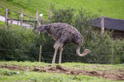 Emu at manor wildlife park