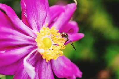 Close-up of insect on pink flower