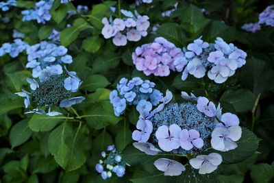 Close-up of flowers in water