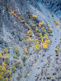 Full frame shot of yellow flowering plants on land