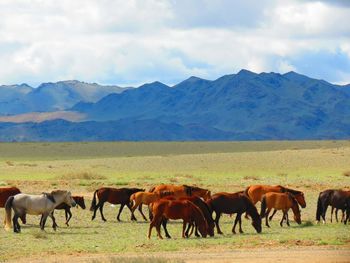 Horses grazing on field