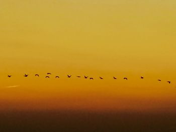 Birds flying in sky during sunset