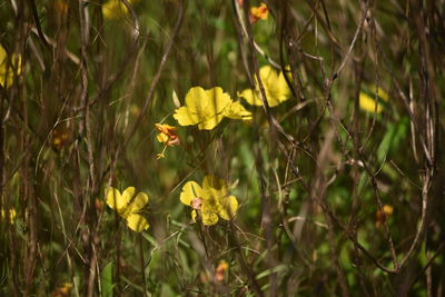 Close-up of yellow flowering plant on field