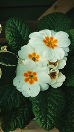 High angle view of white flowering plant