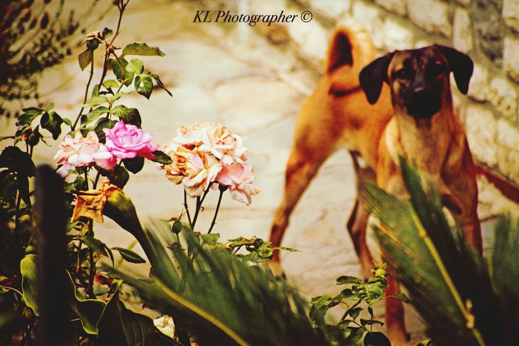 animal themes, flower, one animal, plant, leaf, growth, nature, focus on foreground, close-up, mammal, beauty in nature, wildlife, animals in the wild, outdoors, selective focus, freshness, day, no people, domestic animals, fragility