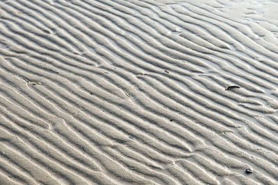 High angle view of bird swimming in sand at beach