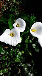 Close-up of white flowers blooming outdoors