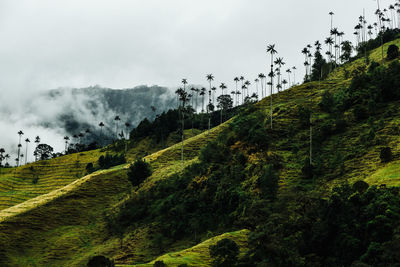 The highest palm trees of the world in cocora valley, colombia on cloudy day.