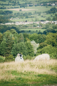 Sheep on field