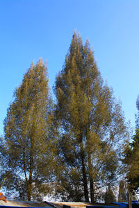 Low angle view of trees against clear blue sky