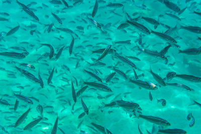 School of black striped salima at sea