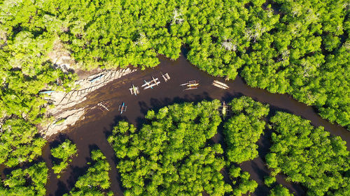 High angle view of plant on land