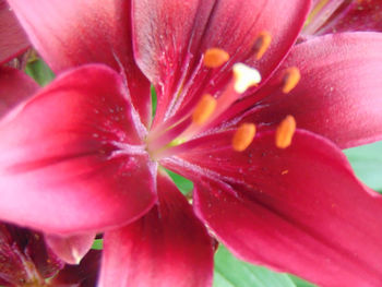 Close-up of pink flower