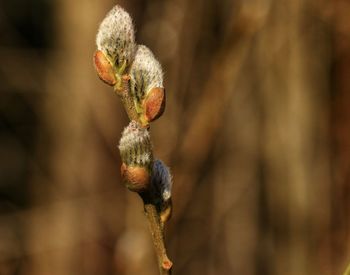 Close-up of flower bud growing on tree