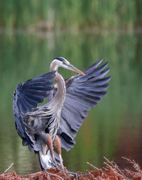 High angle view of gray heron flying over lake