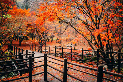 Scenic view of trees in autumn