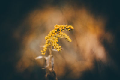 Close-up of yellow flowering plant on field