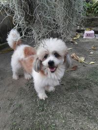 High angle view of dog on field