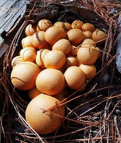 Heap of firewood