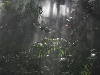 Close-up of palm trees