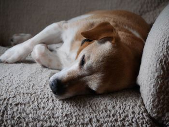 Close-up of dog sleeping on bed