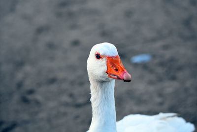 Close-up of swan