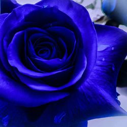 Close-up of purple rose