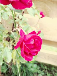 Close-up of pink flowers