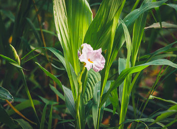 Close-up of flowers blooming in field