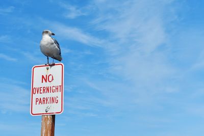 Seagull perching on a sign