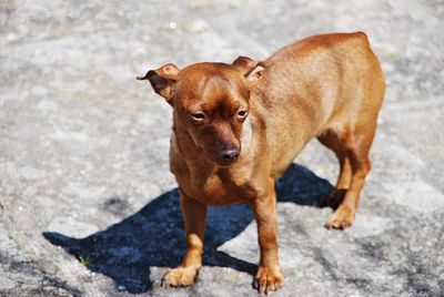 Portrait of dog standing outdoors