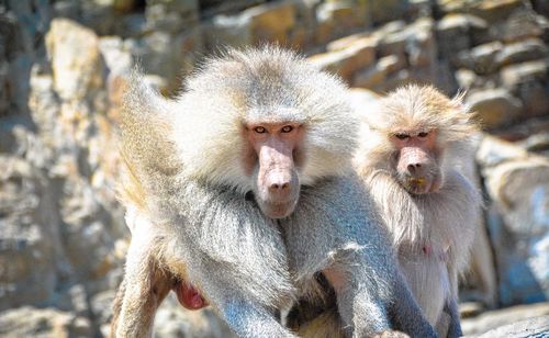 Close-up portrait of baboon