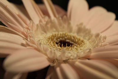 Close-up of white flower