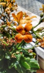 Close-up of orange flowering plant