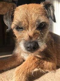 Close-up portrait of dog at home