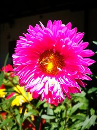 Close-up of bee on pink flower