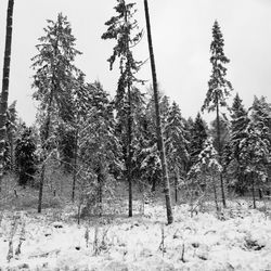 Pine trees on snow covered field against sky