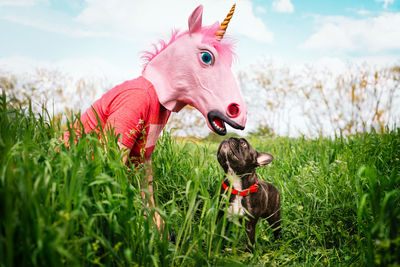 Unicorn and french bulldog dog being friends