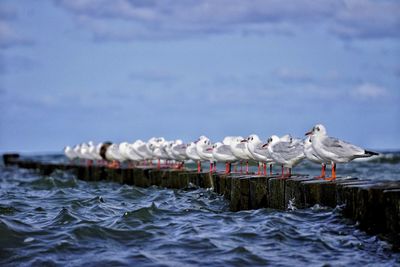 Seagulls on wood sticks