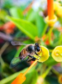 Close-up of bee pollinating on flower