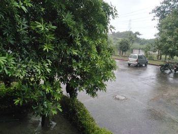 View of trees and plants